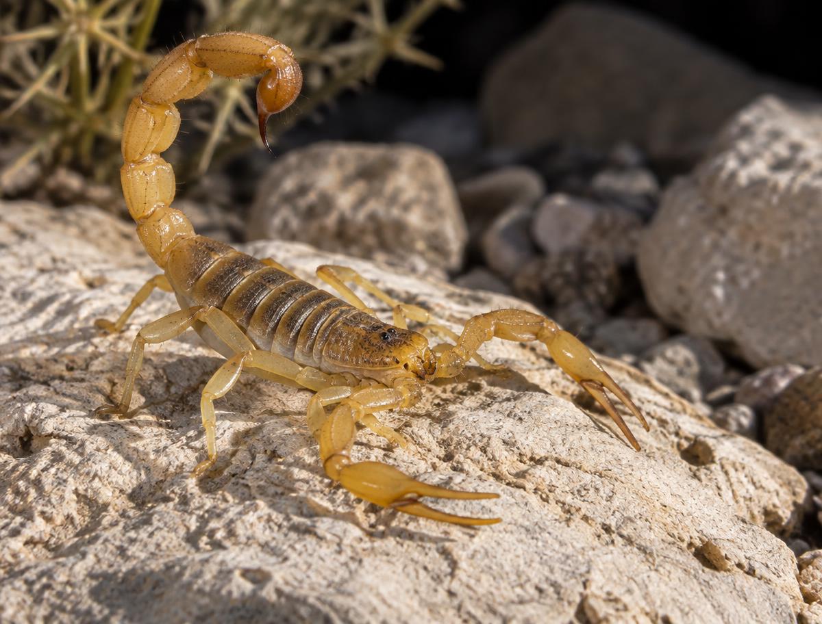 Scorpion photographed during an Ultimate Exterminators service call