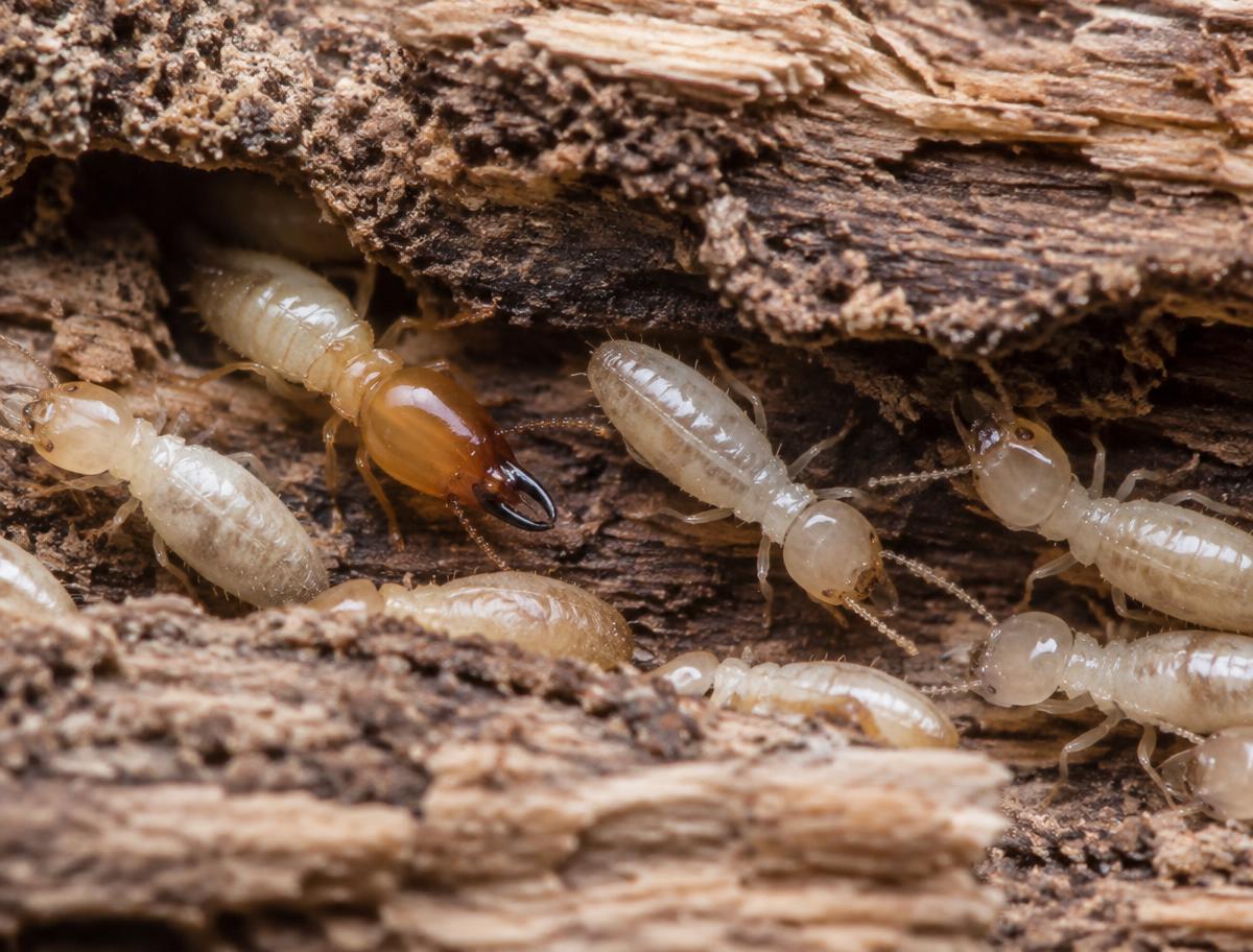 Termites moving through damaged wood